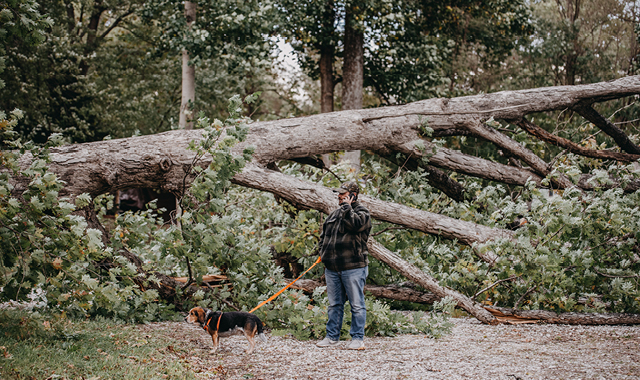 A man stands in the woods next to a large fallen tree, holding a cell phone to his ear